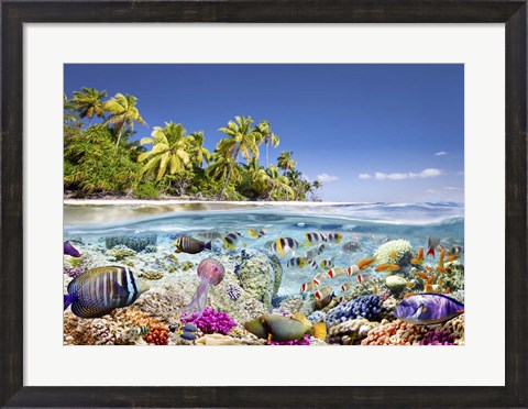 Framed Underwater life Print