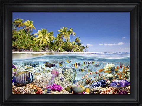 Framed Underwater life Print