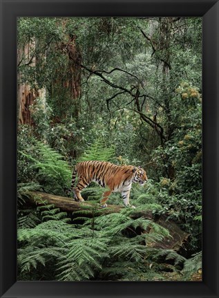 Framed In the Jungle Print