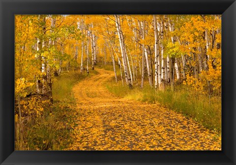Framed Aspen Tree Trunks Print