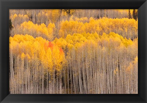 Framed Beckwith Aspens Print