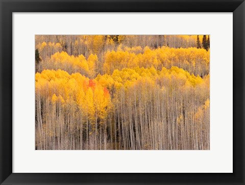 Framed Beckwith Aspens Print