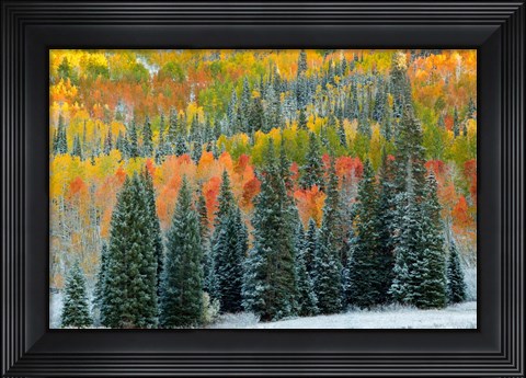 Framed Christmas Trees Print