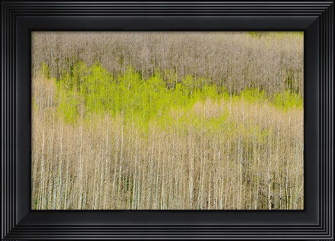 Framed Emergence Print