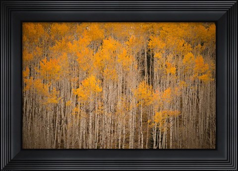 Framed Intimate Aspen Print