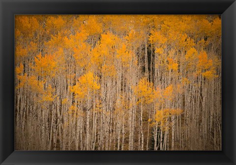 Framed Intimate Aspen Print