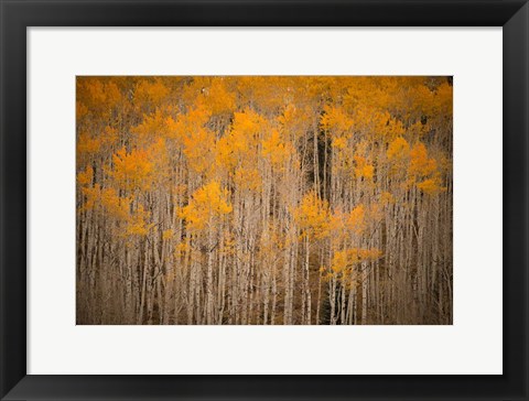 Framed Intimate Aspen Print