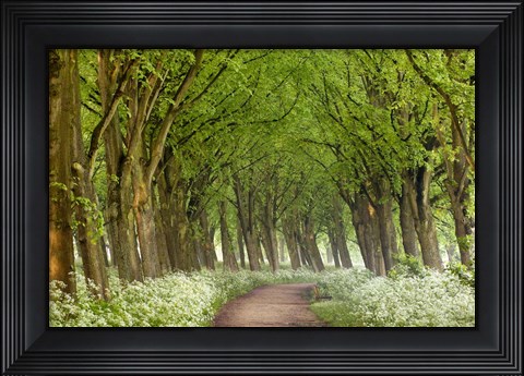 Framed Cow Parsley Curve Print