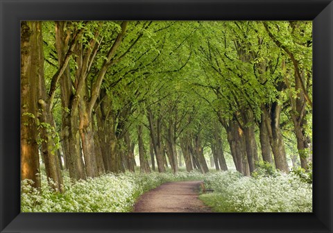 Framed Cow Parsley Curve Print