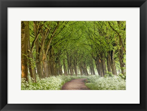 Framed Cow Parsley Curve Print