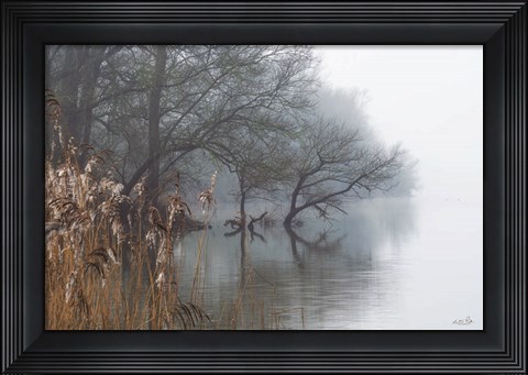 Framed In the Swamps Print