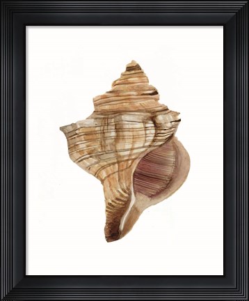 Framed Neutral Shell Collection 1 Print