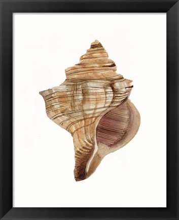 Framed Neutral Shell Collection 1 Print