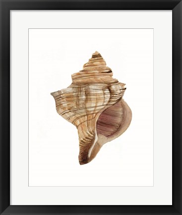 Framed Neutral Shell Collection 1 Print