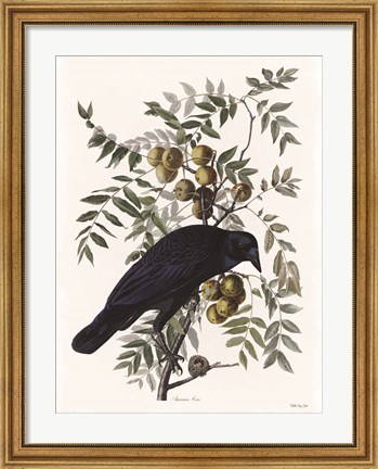 Framed Vintage Crow 1 Print