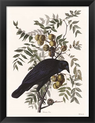 Framed Vintage Crow 1 Print