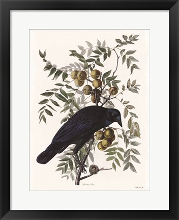 Framed Vintage Crow 1 Print