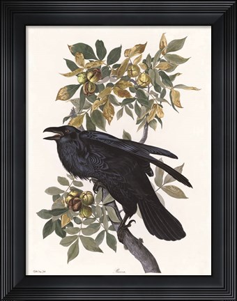 Framed Vintage Crow 2 Print