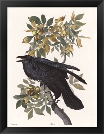 Framed Vintage Crow 2 Print