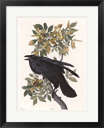 Framed Vintage Crow 2 Print