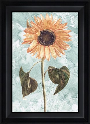 Framed Vintage Sunflower Print