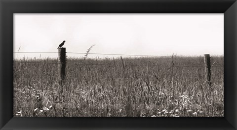 Framed Country Field Print