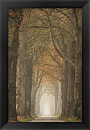 Framed Beech Lined Road Print