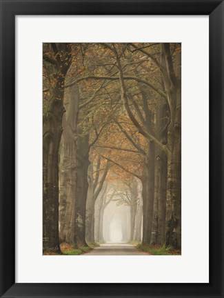 Framed Beech Lined Road Print