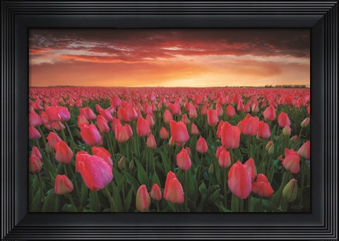 Framed Tulip Field Sunset Print