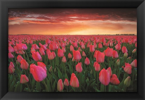 Framed Tulip Field Sunset Print