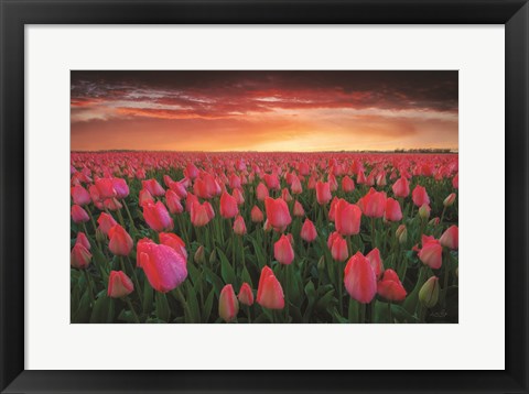 Framed Tulip Field Sunset Print