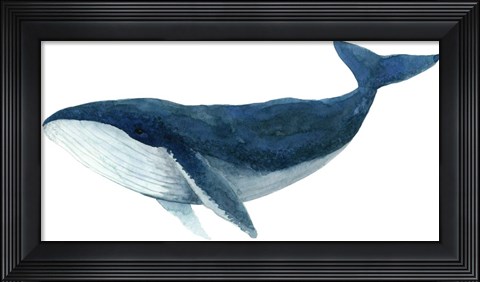 Framed Humpback Whale - Blue Print