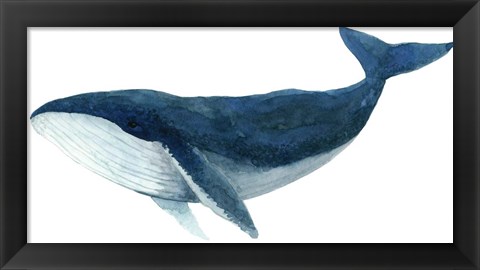 Framed Humpback Whale - Blue Print