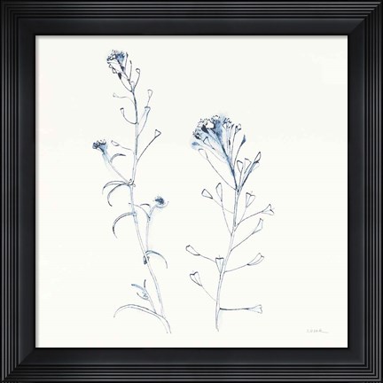 Framed Shepherds Purse Stems II Blue Print