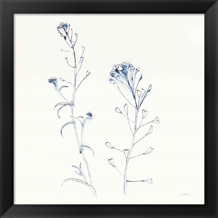 Framed Shepherds Purse Stems II Blue Print