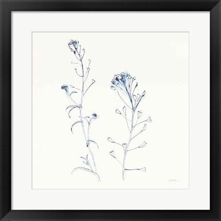 Framed Shepherds Purse Stems II Blue Print