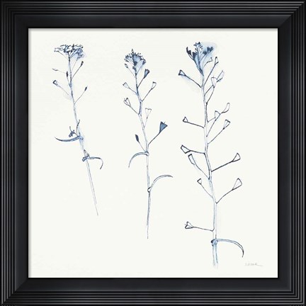 Framed Shepherds Purse Stems I Blue Print
