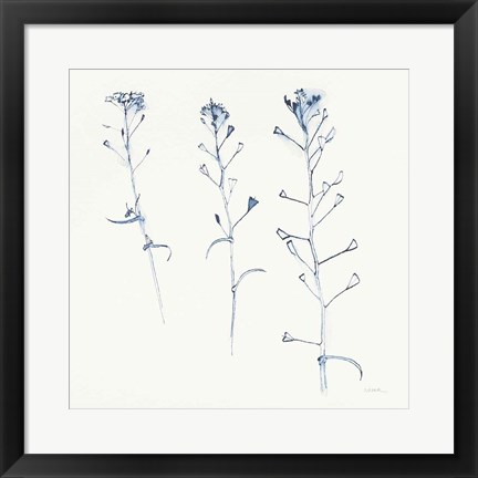 Framed Shepherds Purse Stems I Blue Print