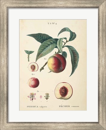 Framed Peaches II Print