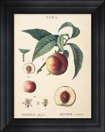 Framed Peaches II Print