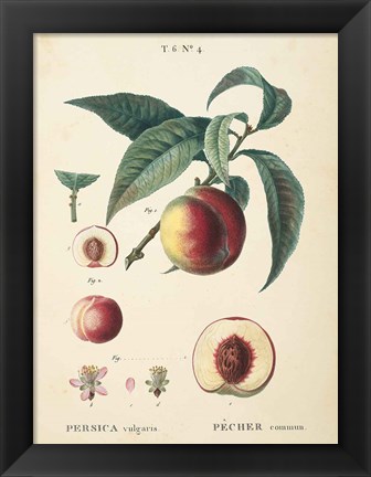 Framed Peaches II Print