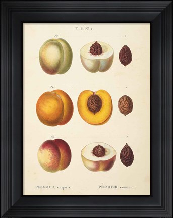 Framed Peaches I Print