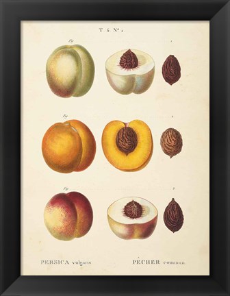 Framed Peaches I Print