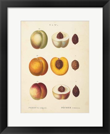 Framed Peaches I Print