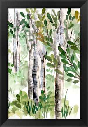 Framed Birch Forest II Print