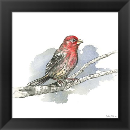 Framed Birds &amp; Branches IV-House Finch Print