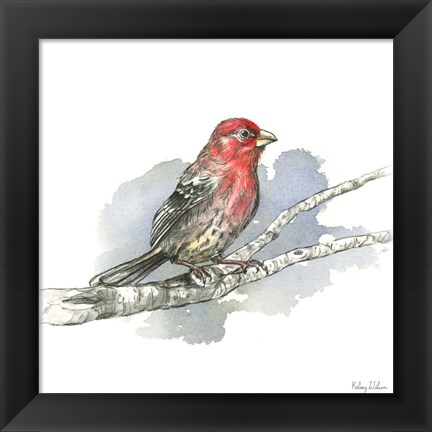 Framed Birds &amp; Branches IV-House Finch Print