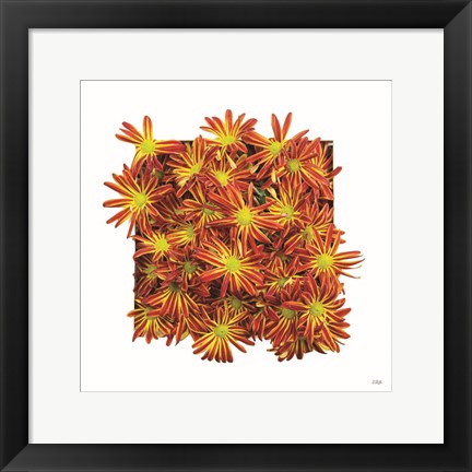 Framed Floral Pop IV Print