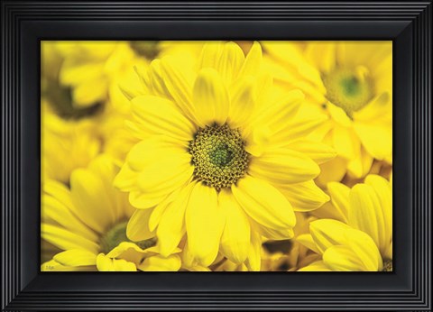 Framed Floral Pop V Print