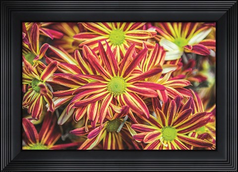 Framed Floral Pop VI Print